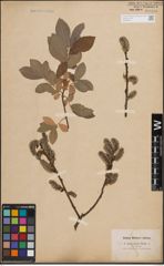 Foto von Salix caprea L. x Salix cinerea L.